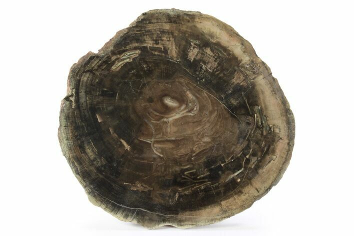 Triassic Petrified Wood (Woodworthia) Round - Zimbabwe #244900